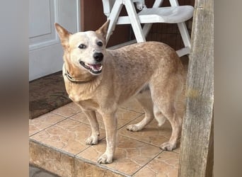 Kelly, geboren 16.05.2023, 48cm sucht ihr Körbchen