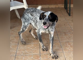 Anton, geboren 22.01.2022, 50cm sucht seine Menschen