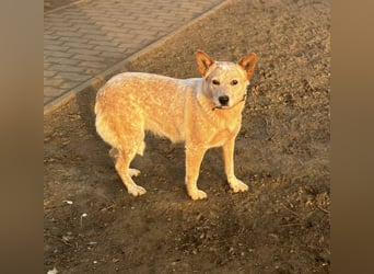 Leila, geboren 15.05.2023, 46cm sucht ihr Zuhause