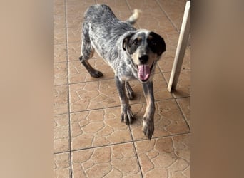 Anton, geboren 22.01.2022, 50cm sucht seine Menschen