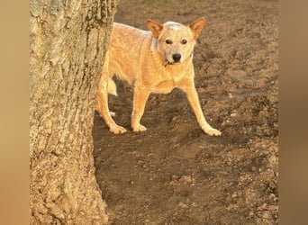 Leila, geboren 15.05.2023, 46cm sucht ihr Zuhause