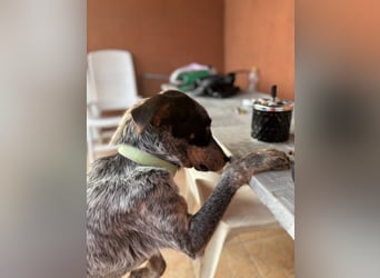 Anton, geboren 22.01.2022, 50cm sucht seine Menschen