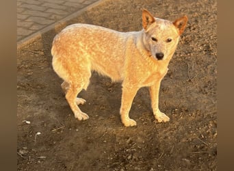 Leila, geboren 16.05.2023, 46cm sucht ihr Zuhause