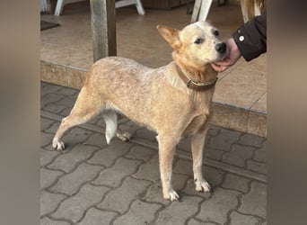 Kelly, geboren 16.05.2023, 48cm sucht ihr Körbchen