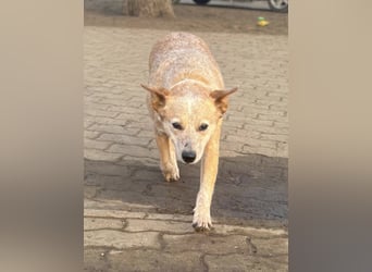 Kelly, geboren 16.05.2023, 48cm sucht ihr Körbchen