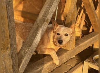 Kelly, geboren 16.05.2023, 48cm sucht ihr Körbchen