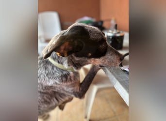 Anton, geboren 22.01.2022, 50cm sucht seine Menschen