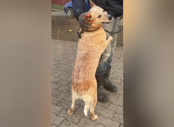 Kelly, geboren 16.05.2023, 48cm sucht ihr Körbchen