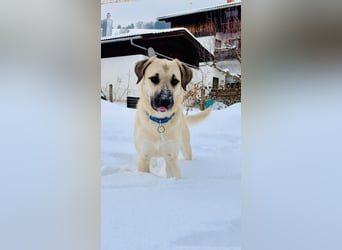 Ermes – aktiv und verschmust