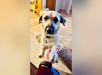 Ermes – aktiv und verschmust