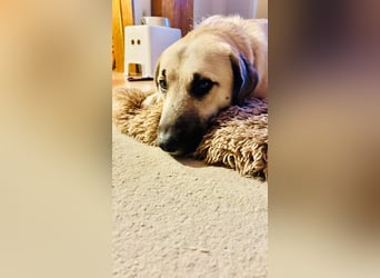 Ermes – aktiv und verschmust