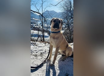 Ermes – aktiv und verschmust