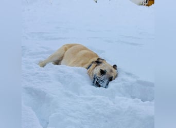 Ermes – aktiv und verschmust