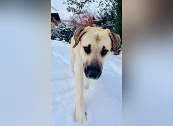 Ermes – aktiv und verschmust