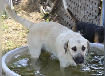 Ermes – aktiv und verschmust