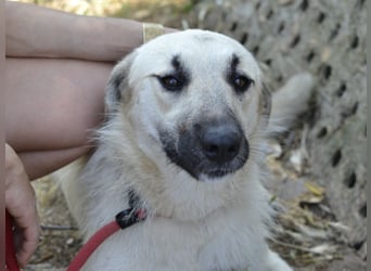 Ermes – aktiv und verschmust