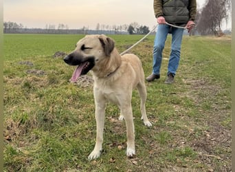 Ermes – aktiv und verschmust