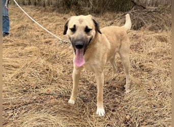 Ermes – aktiv und verschmust