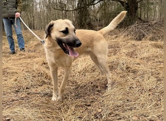 Ermes – aktiv und verschmust