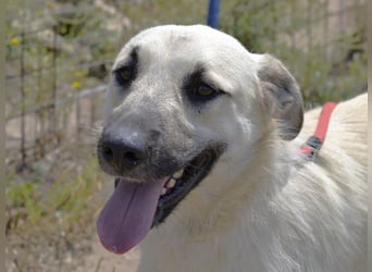 Ermes – aktiv und verschmust