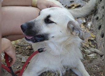 Ermes – aktiv und verschmust