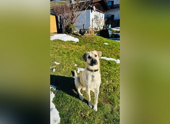 Ermes – aktiv und verschmust