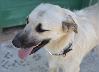 Ermes – aktiv und verschmust