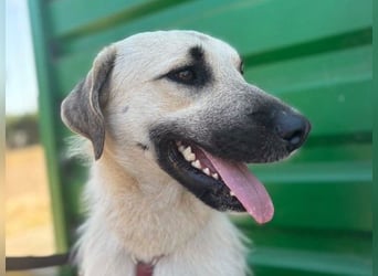 Ermes – aktiv und verschmust