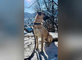 Ermes – aktiv und verschmust