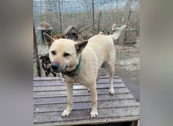 WASHINGTON - Gerettet, um gequält zu werden