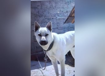 WASHINGTON - Gerettet, um gequält zu werden