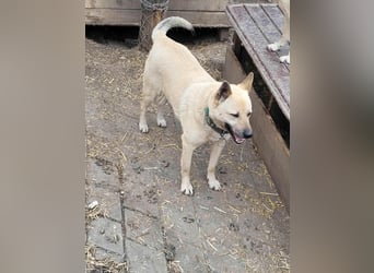 WASHINGTON - Gerettet, um gequält zu werden