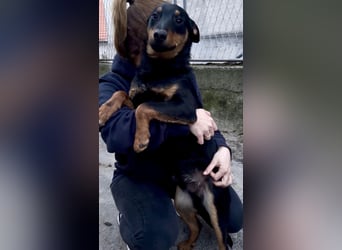 Fibio ein wunderhübscher Rüde