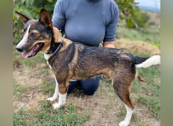 Aktive, liebe Kelpie ähnliche Junghündin, 9Mon., kastriert