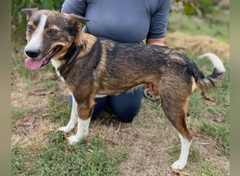 Aktive, liebe Kelpie ähnliche Junghündin, 9Mon., kastriert