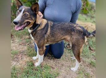 Aktive, liebe Kelpie ähnliche Junghündin, 9Mon., kastriert