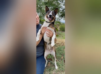 Aktive, liebe Kelpie ähnliche Junghündin, 9Mon., kastriert