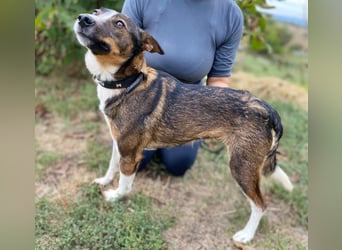 Aktive, liebe Kelpie ähnliche Junghündin, 9Mon., kastriert