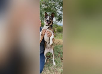 Aktive, liebe Kelpie ähnliche Junghündin, 9Mon., kastriert