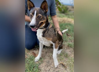 Aktive, liebe Kelpie ähnliche Junghündin, 9Mon., kastriert