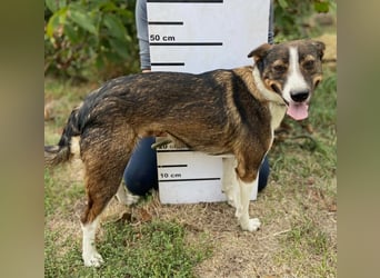 Aktive, liebe Kelpie ähnliche Junghündin, 9Mon., kastriert