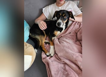 Cookie eine wundervolle junge Familienhündin