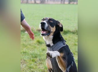 Cookie eine wundervolle junge Familienhündin