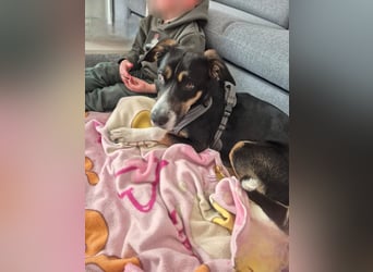 Cookie eine wundervolle junge Familienhündin