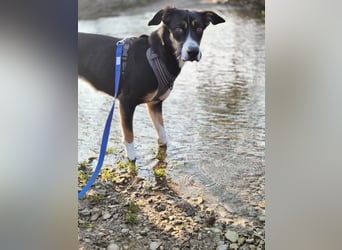 Cookie eine wundervolle junge Familienhündin