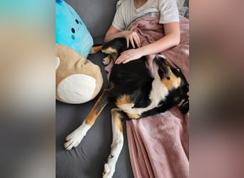 Cookie eine wundervolle junge Familienhündin