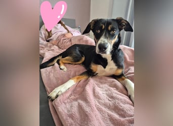 Cookie eine wundervolle junge Familienhündin