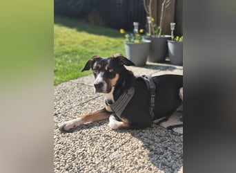 Cookie eine wundervolle junge Familienhündin