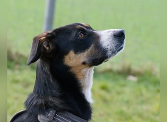 Cookie eine wundervolle junge Familienhündin