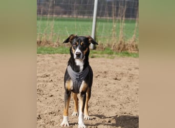 Cookie eine wundervolle junge Familienhündin